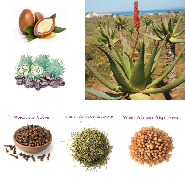 One Touch to Gorgeous with African Rosemary Hot Oil Made by Ancient Methods Scalp Hair Strengthening - Image 2