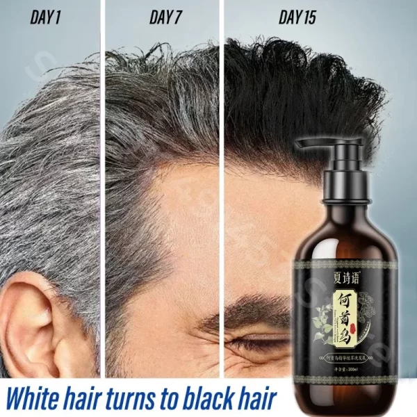 Black Ganoderma and Polygonum Multiflorum Plant Shampoo Repairs and Nourishes Damaged White Hair and Turns It Into Black Hair